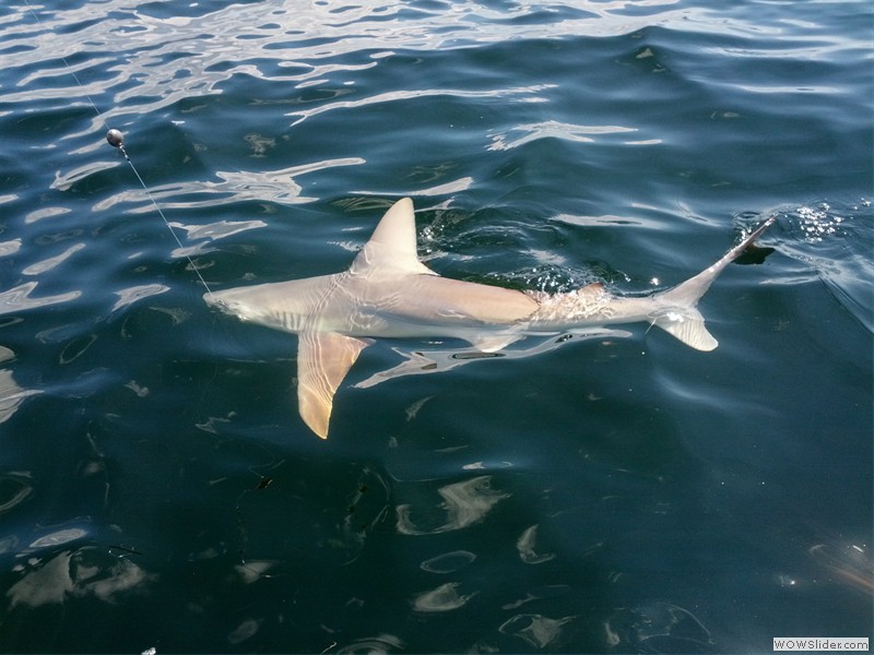 Sh sh sh SHAAAARK!!! Sh sh sh SHAAAARK!!!