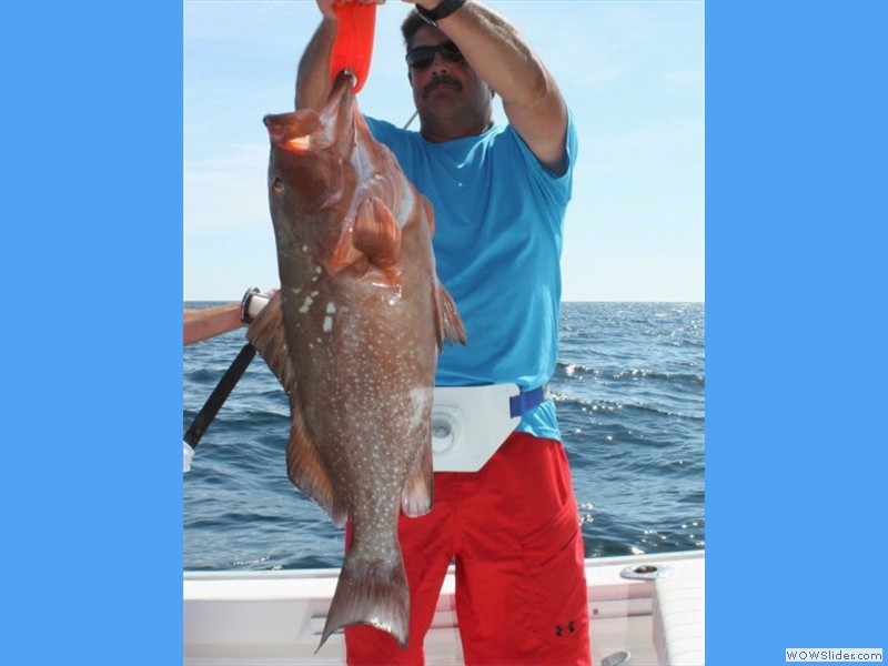 Red Grouper Red Grouper