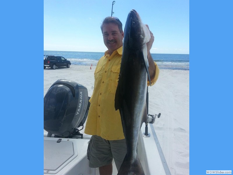 Late summer Cobia